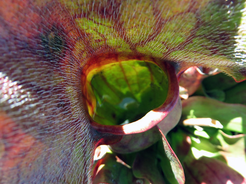 A carnivorous pitcher plant at the Washington State University 'Discovery Garden'
