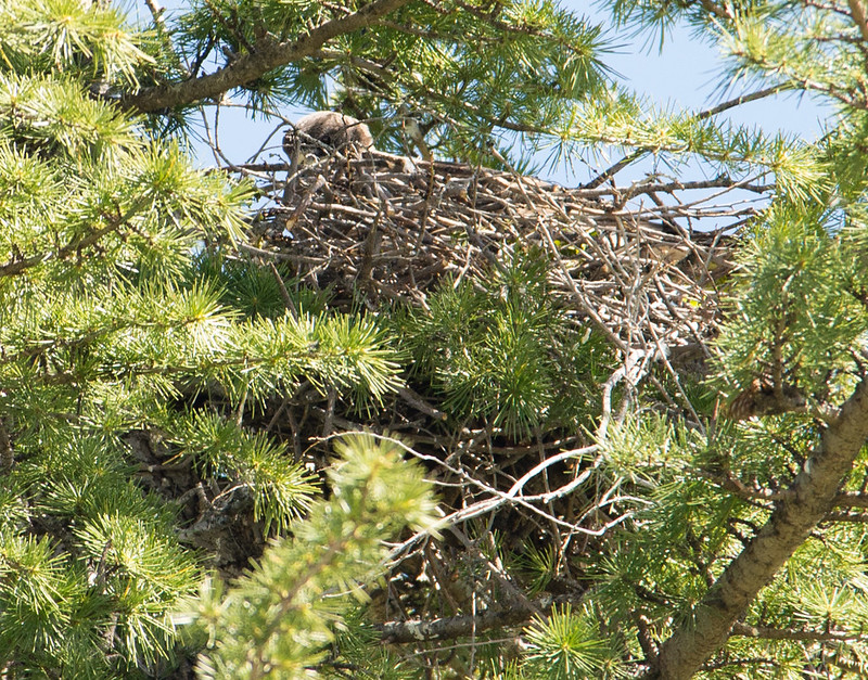 Swainson Hawk on Nest