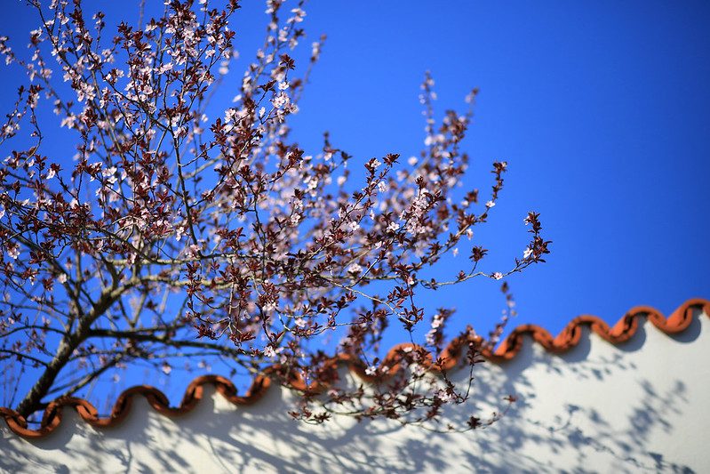 cherry tree with blue sky