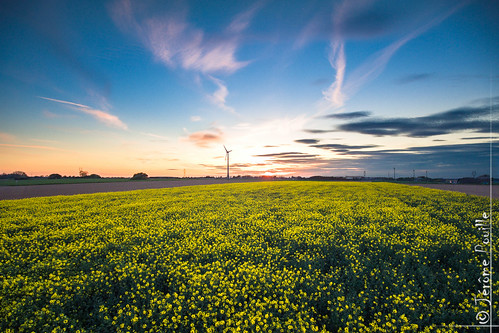 sunset champs paysage artois drone pasdecalais yellowfield couchersoleil dji ã©olienne