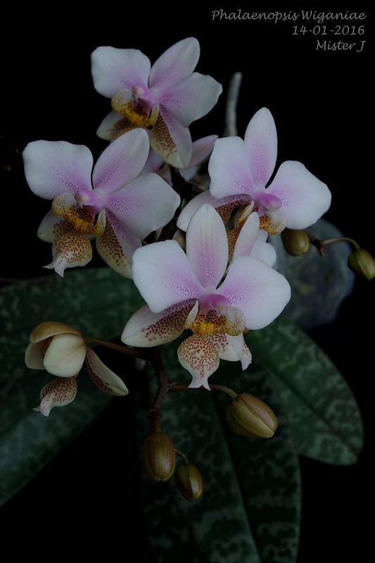 Phalaenopsis Wiganiae (schilleriana x stuartiana) 24005261579_8dd4ec561a_c