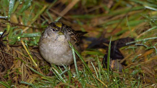 Golden-Crowned Sparrow