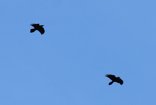 birds corvuscorax commonraven scattercreek birdsofwashington washingtonbirds