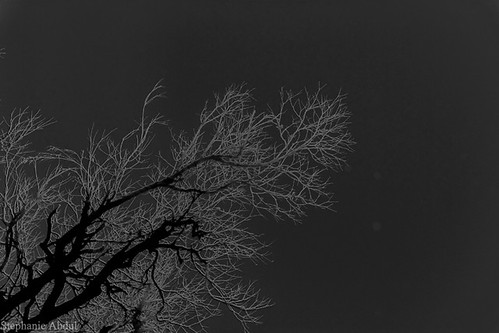 bridge sky white black tree monochrome birds fog louisiana cardinal branches finch infrared veins microscopic capillaries lungs breaux
