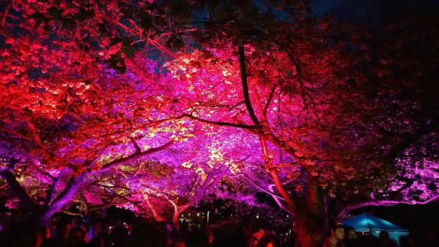 2016-Apr-1 - Sakura Illumination