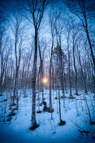 morning winter sun snow tree forest sunrise