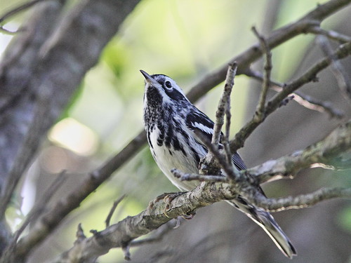 Black-and-White Warbler 02-20160414