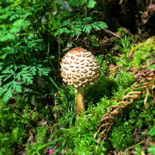 Nice mushroom! 🍄