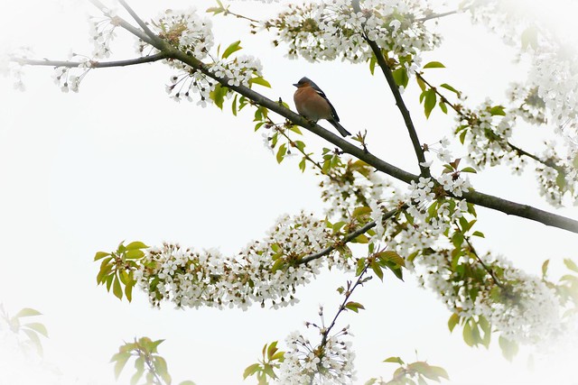 Vogel im Kirschbaum