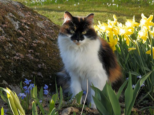 pet cats flower animal cat outdoor daffodil daffodils longhairedcat