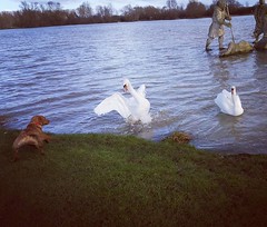 After.... Lesson learnt.... swans are not freinds!