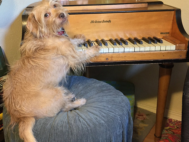 Woody Loves His Piano