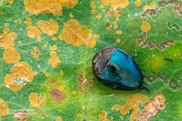 Jewel beetle (Trachys sp.) - DSC_5082