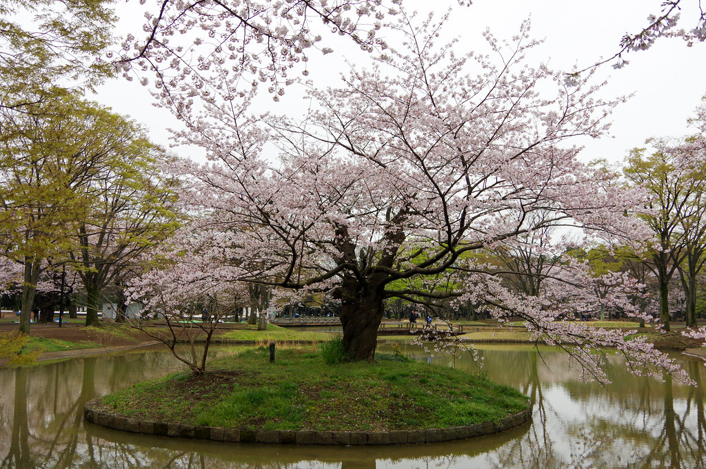 代々木公園桜2016-13