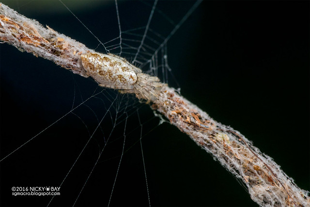 Trashline orb weaver spider (Cyclosa sp.) - DSC_6194
