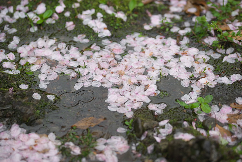 東京路地裏散歩 雨の日比谷公園 2016年4月7日