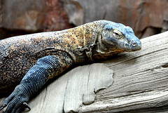 A reptile is ectothermic.