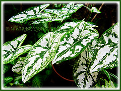 Caladium 'White Christmas' (Angel-wing White Christmas, Fancy Leaf White Caladium) in the shady spot at our front yard, July 31 2015