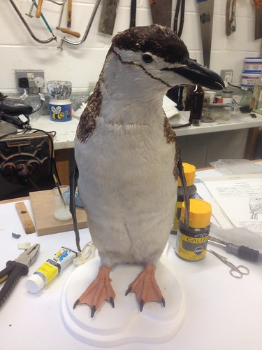 Penguin restoration