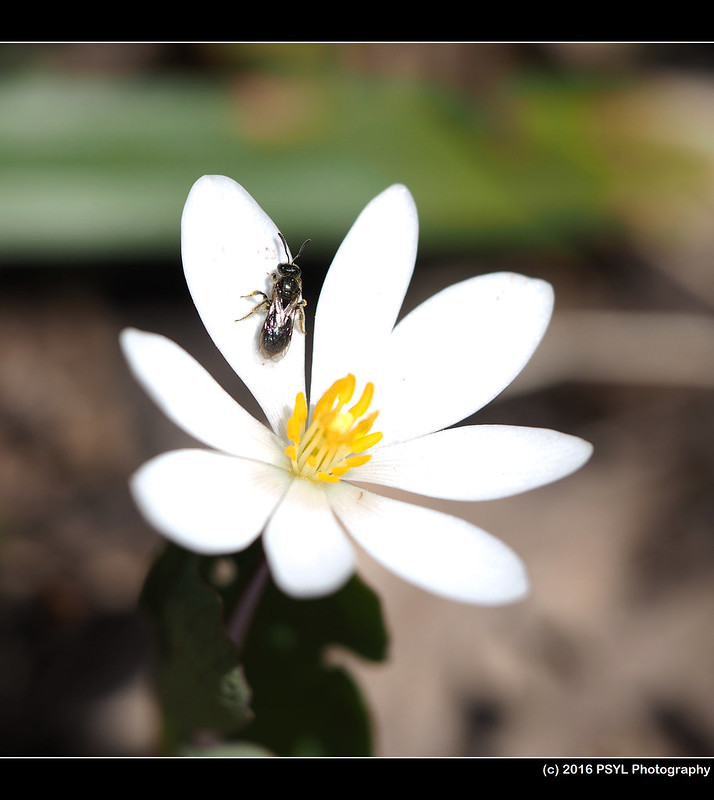 Helictidae bee resting on Bloodroot (Sanguinaria canadensis)