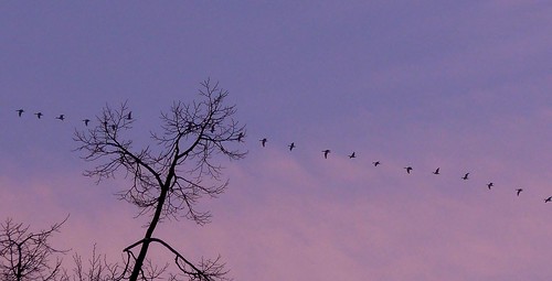 pink blue trees winter light sunset sky tree bird nature birds clouds geotagged wildgeese wildgänse highinthesky