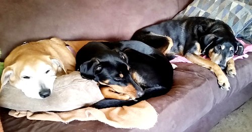Cuddly Dogs #dogsiblings #adoptdontshop #seniordog #rescueddog #houndmix #Dobermanmix #puppy #LapdogCreations ©LapdogCreations