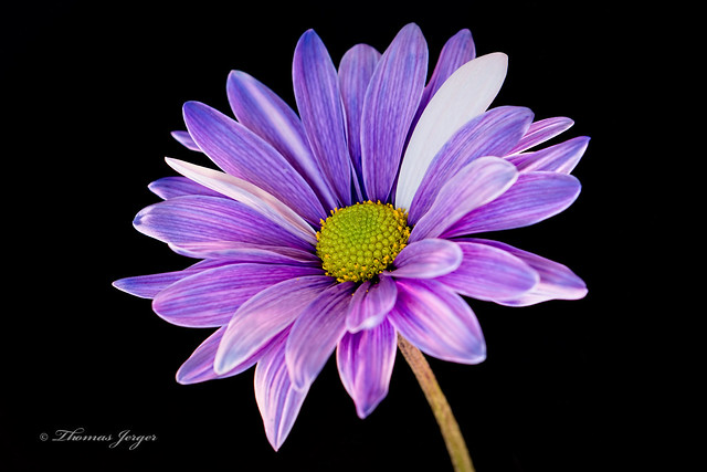 Purple Bloom 1026 Copyrighted