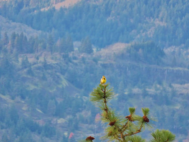 Western meadowlark