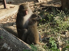 20160101-獼猴7-1