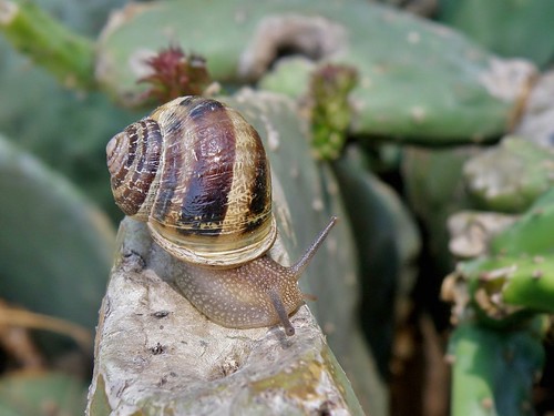 snail caracol helixaspersa cornuaspersum gastrópodos olympussp570uz