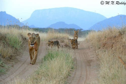 kenya bigcats lioncub eastafricanwildlife nikond4s samburunationalreservepark