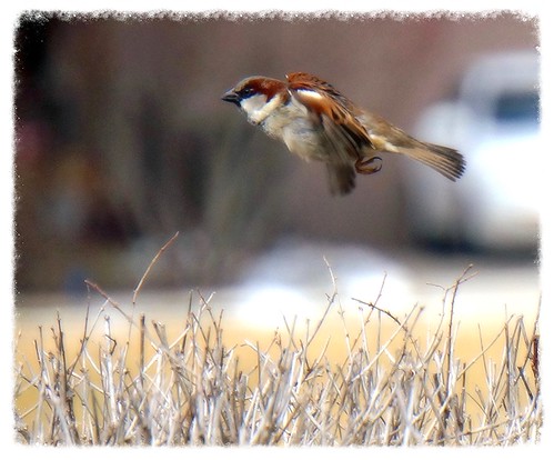 bird nature outdoors flying inflight action iowa sparrow iowacity natefischpix