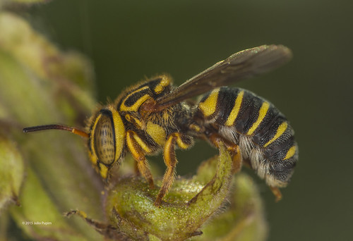 brasil piracicaba polinização macrofotografia simbiose sitiosãojoão megachilinae abelhanativa juliopupim abelhasolitaria agrotoxicomata