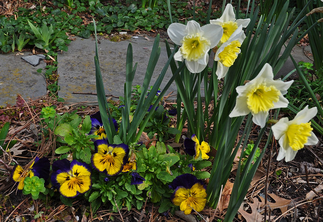 Viola and Narcissus