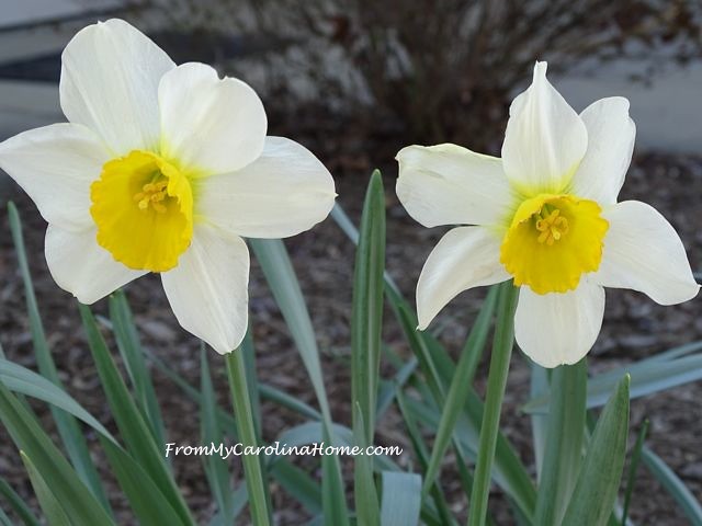 April Daffodils 2