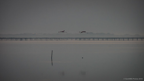 autumn reflection sunrise geotagged flamingos lagoon amanecer reflejo otoño laguna francia fra flamencos languedocroussillon fitou leucate 2ig 2tumblr sal18250 portfitou 2blogger geo:lat=4287315716 geo:lon=299854875