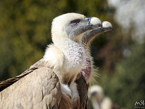 naturaleza nature animal nikon huesca p900 coolpix vulture pájaro buitreleonado buitre griffon guara muladar santaciliadelpanzano