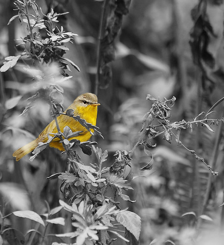 plants cute bird nature yellow forest awesome tiny