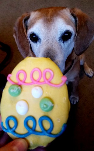 Easter Treats for the Dogs! #dogcookies #dogbakery #TheBarkery #easter2016 #easterdogs  #LapdogCreations ©LapdogCreations