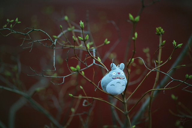 Day #108: totoro listens to blossoming buds
