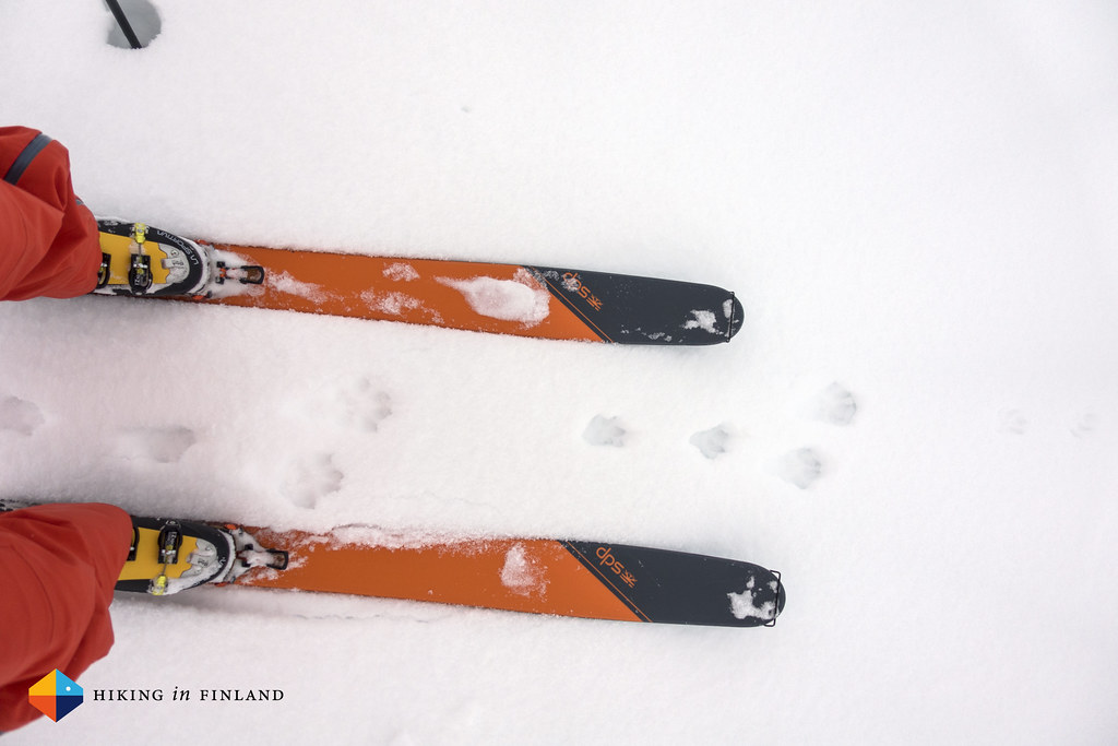 Snowhare vs Skis
