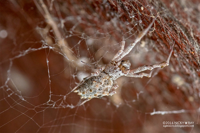 Feather-legged spider (Uloborus sp.) - DSC_6408