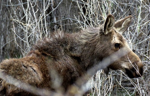 rural colorado wildlife somerset moose westelkmountains