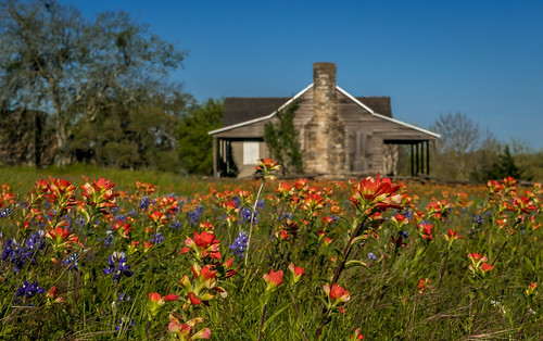 spring texas wildflowers independence bluebonnets brenham indianpaintbrush washingtononthebrazos centraltexas