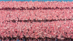 The Flamingos Flock Of Kimberley's Kamfers Dam @ South Africa