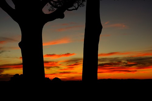 trees sunset silhouette landscape nikon australia newsouthwales aus woodville d90