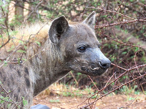 ngc npc hyena