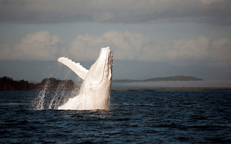 world-whale-day-photos-15__880
