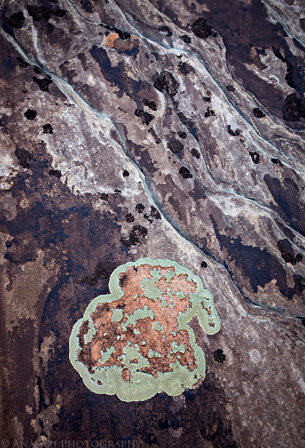 Lichen Spot