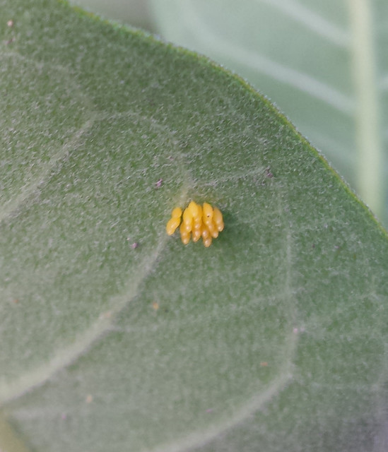 about 20 long yellow eggs on the underside of a milkweed leaf
